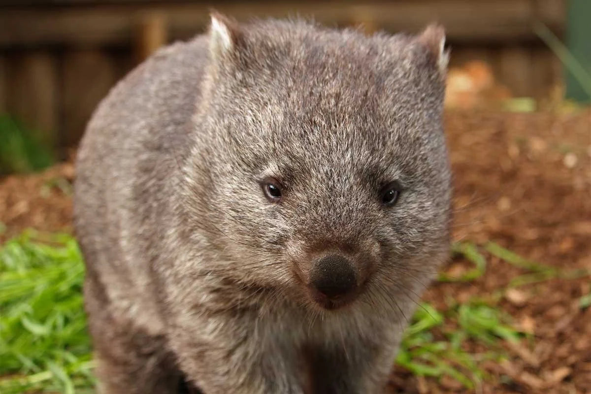 Memory Plushie Wombat